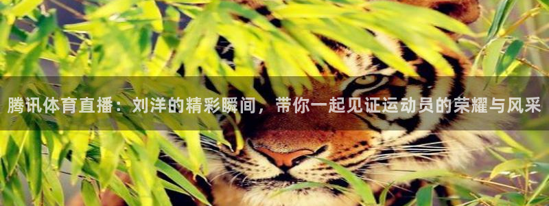 体育新闻